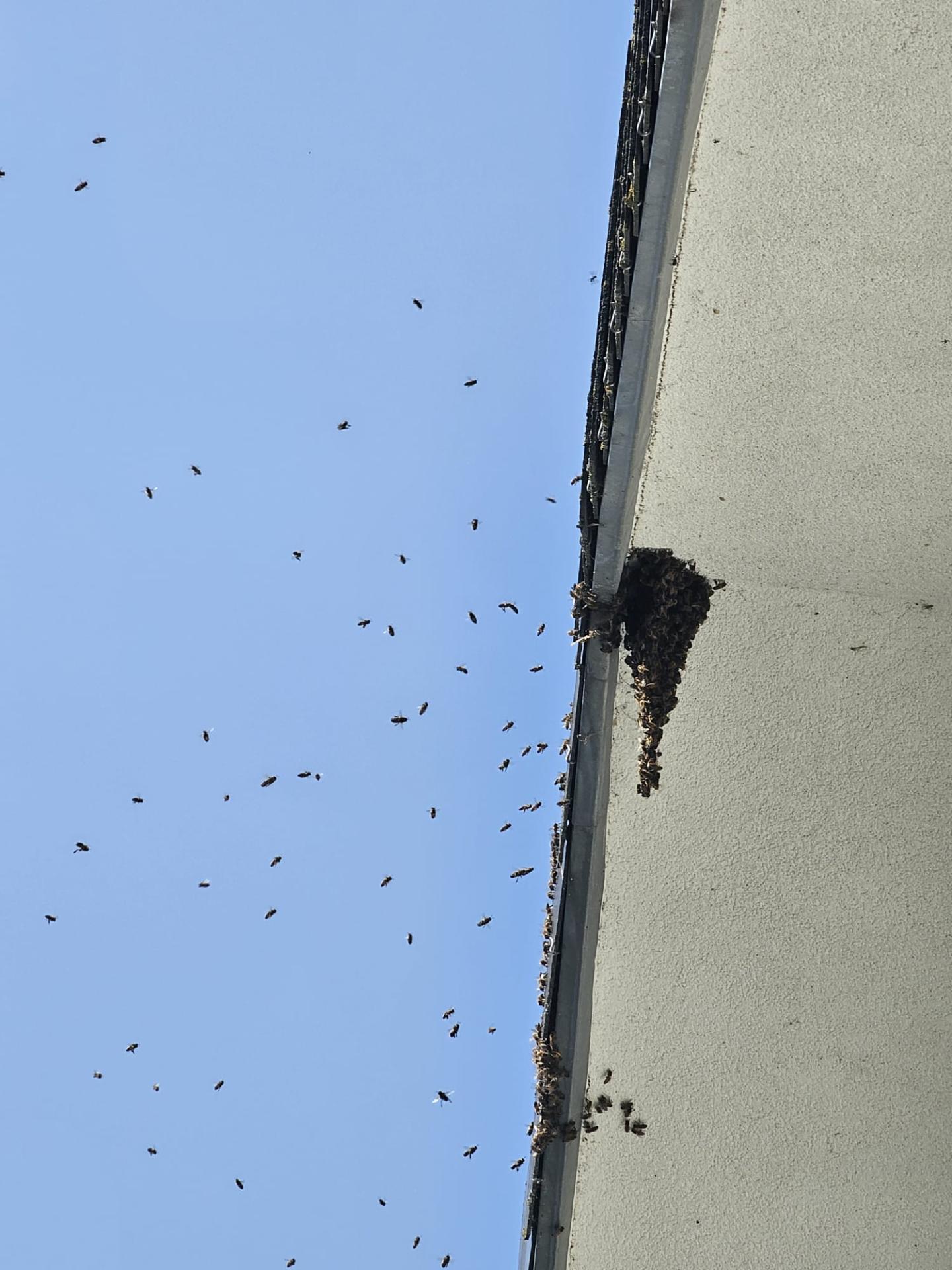 Essaimage d’abeilles