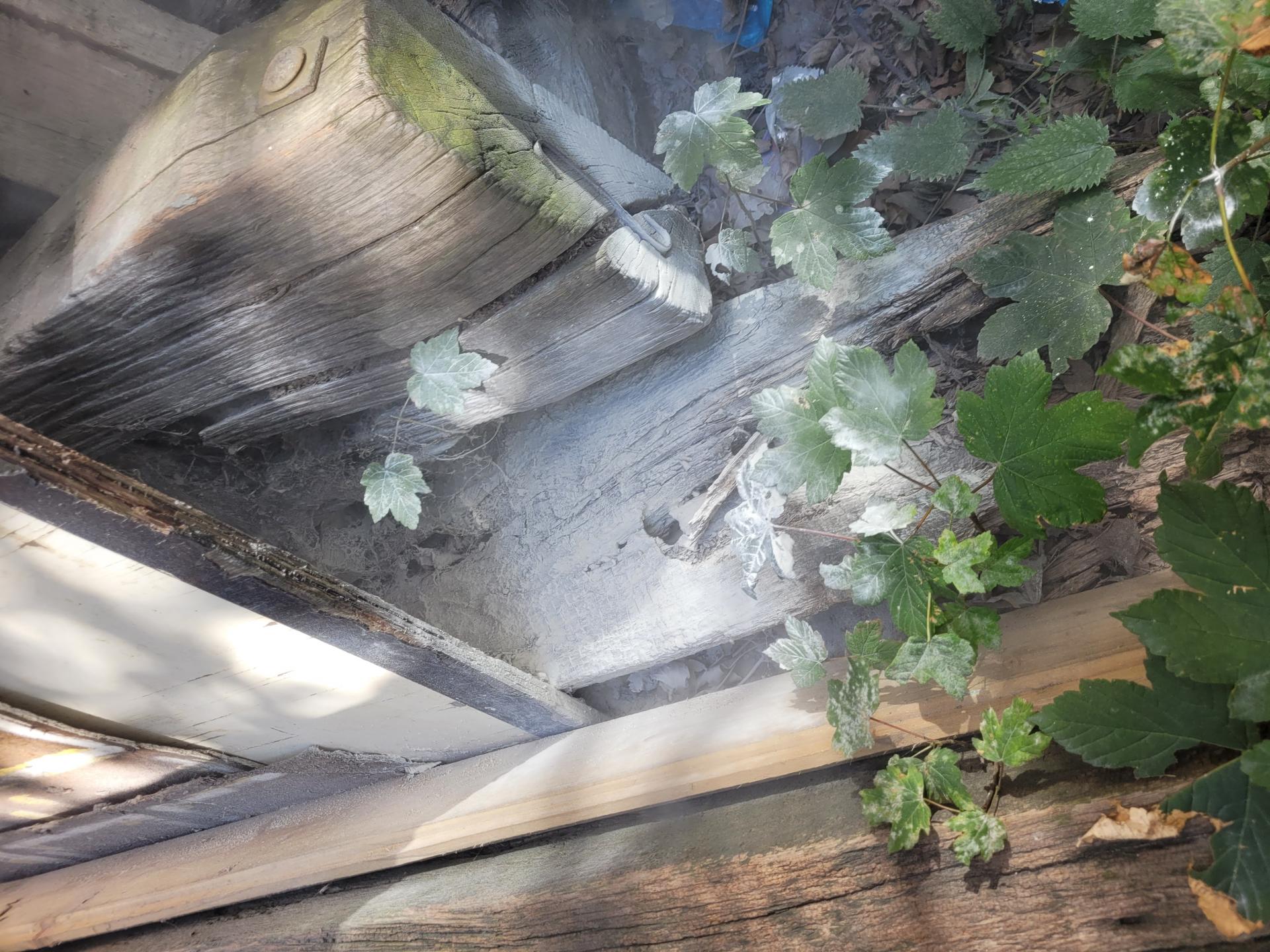 Nid de guepes communes