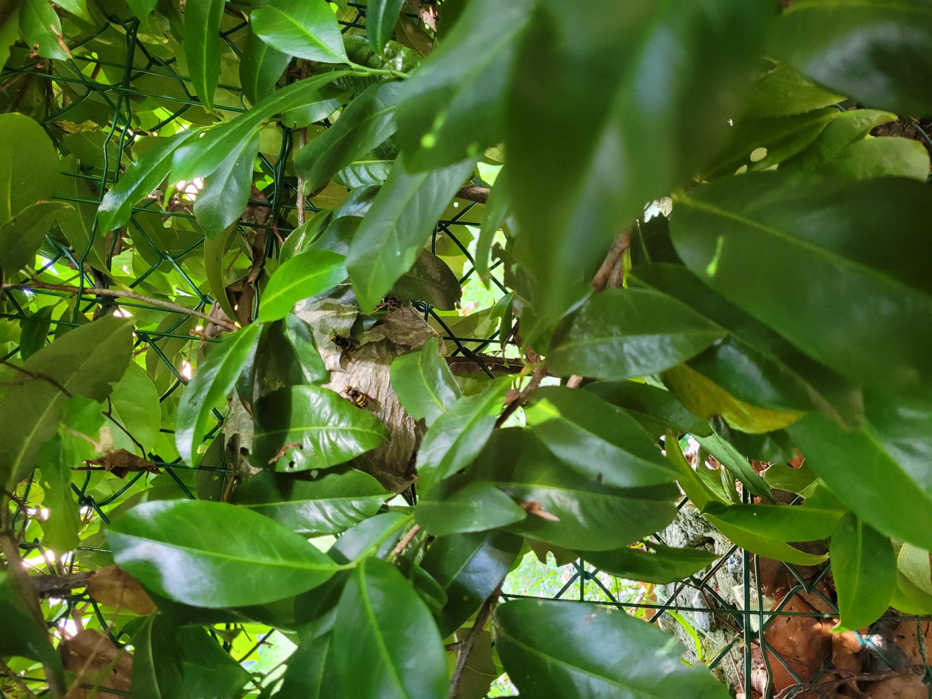 Nid de guêpes des buissons