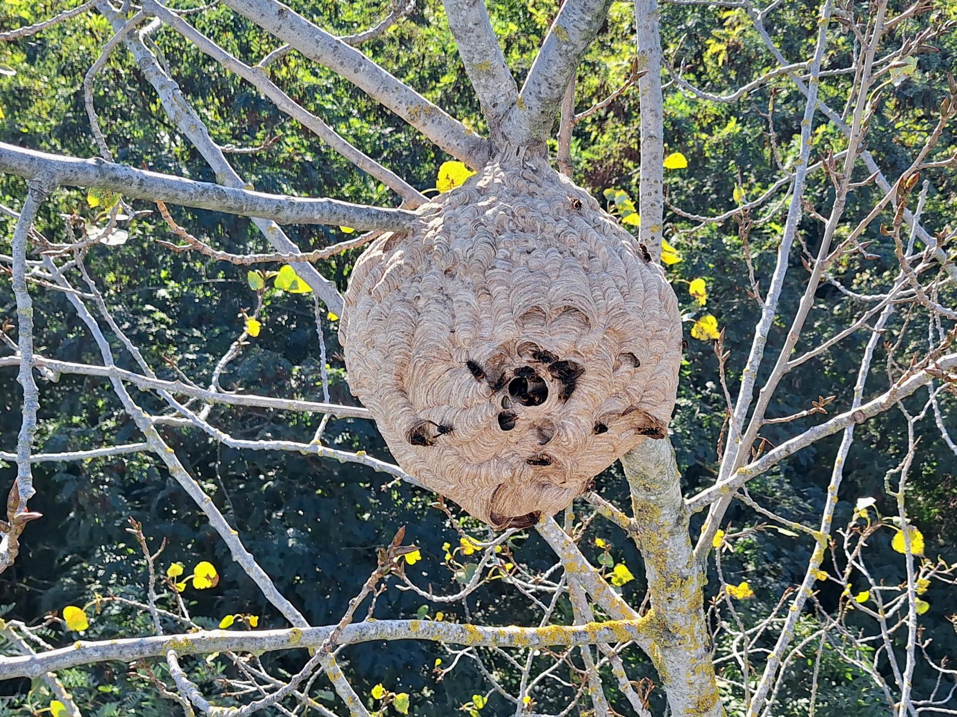 Nid secondaire de frelon asiatique (22m)