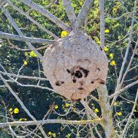 Nid secondaire de frelon asiatique (22m)