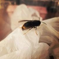 Fondatrice frelon asiatique capturée