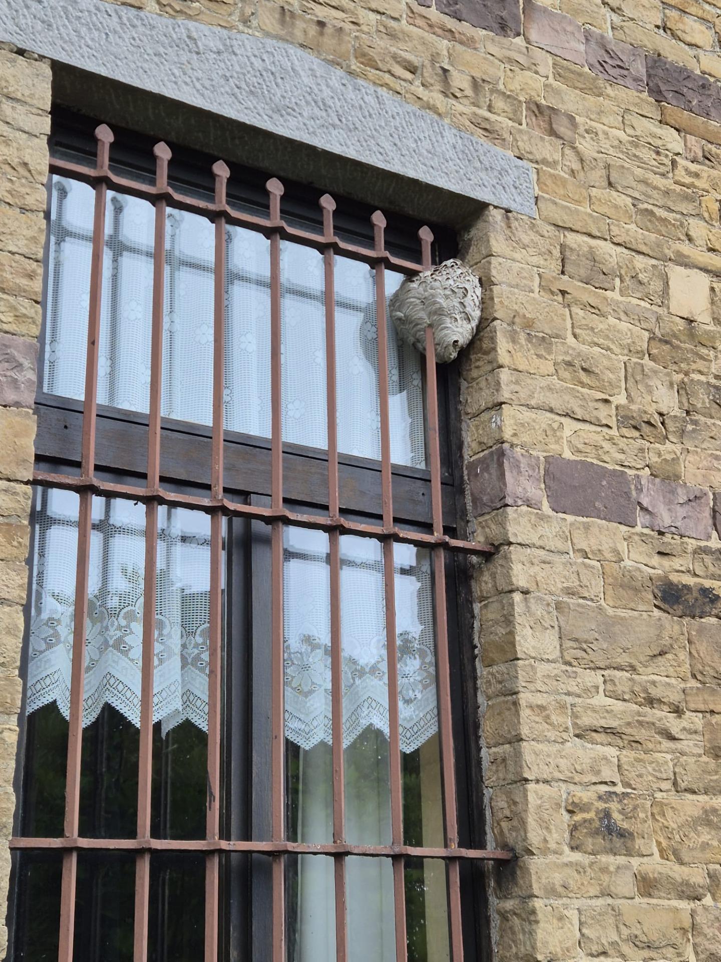 Nid de guêpes communes