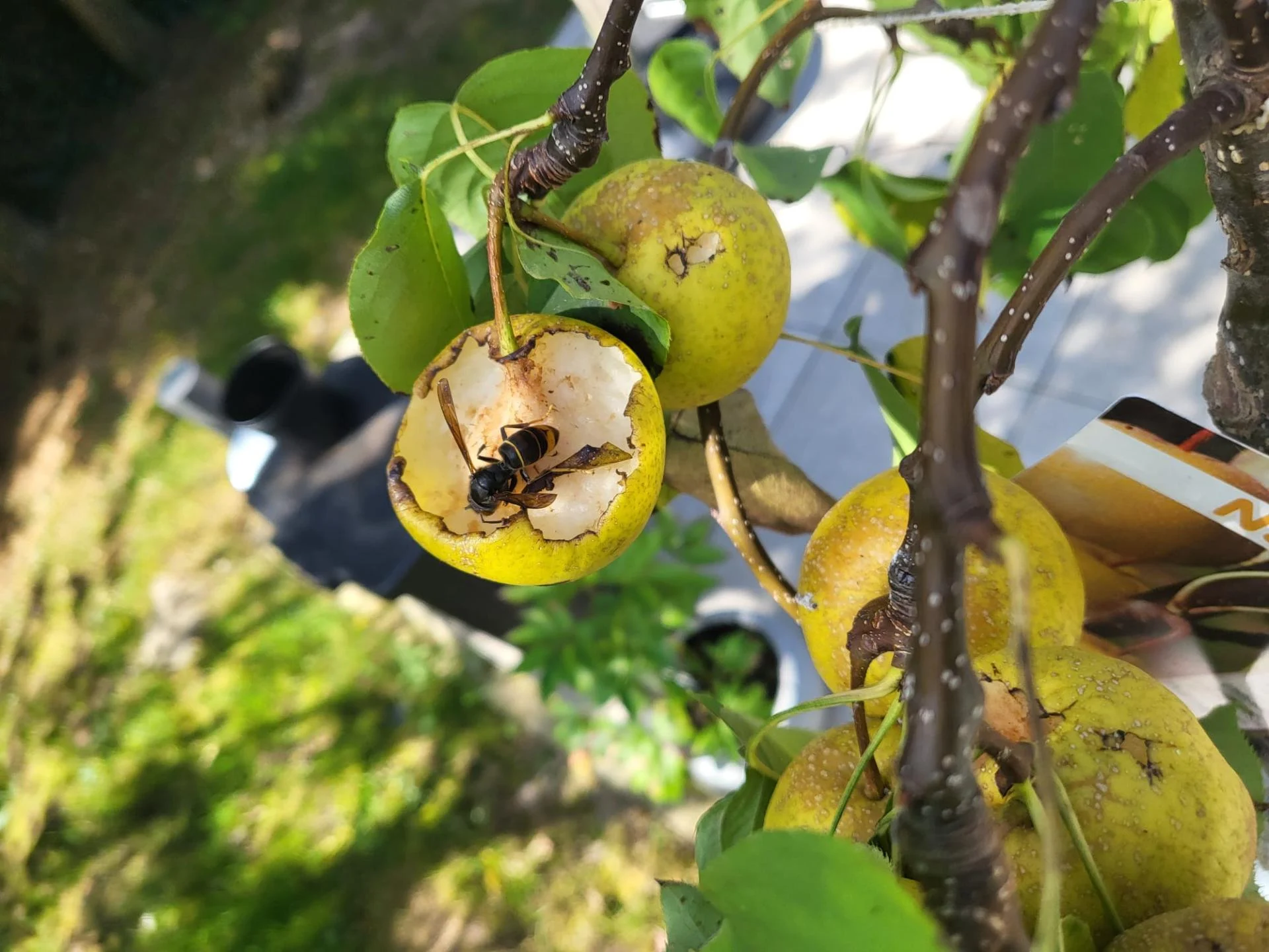 Ouvrière frelon asiatique qui se nourrit