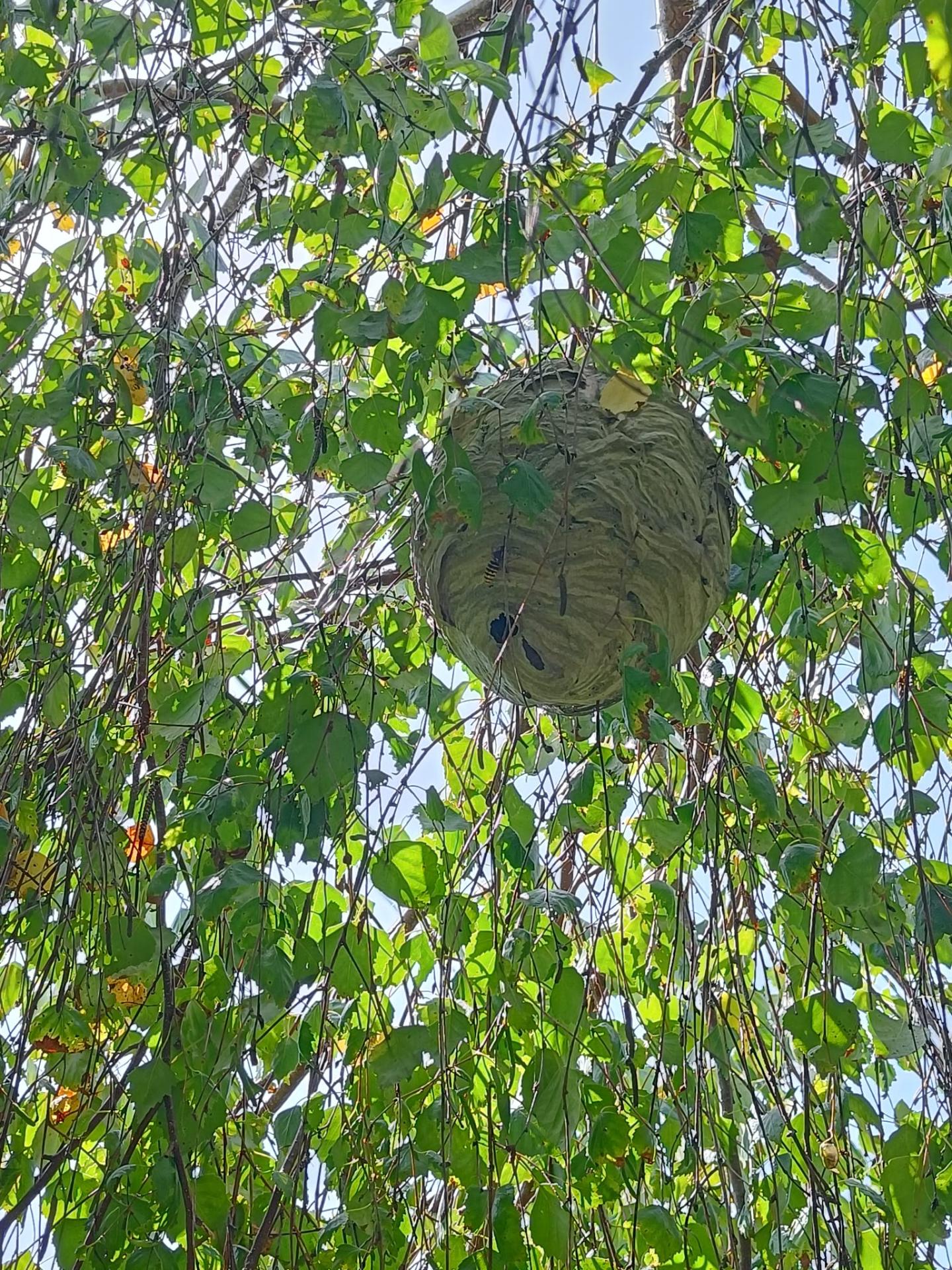 Nid de guêpes des buissons