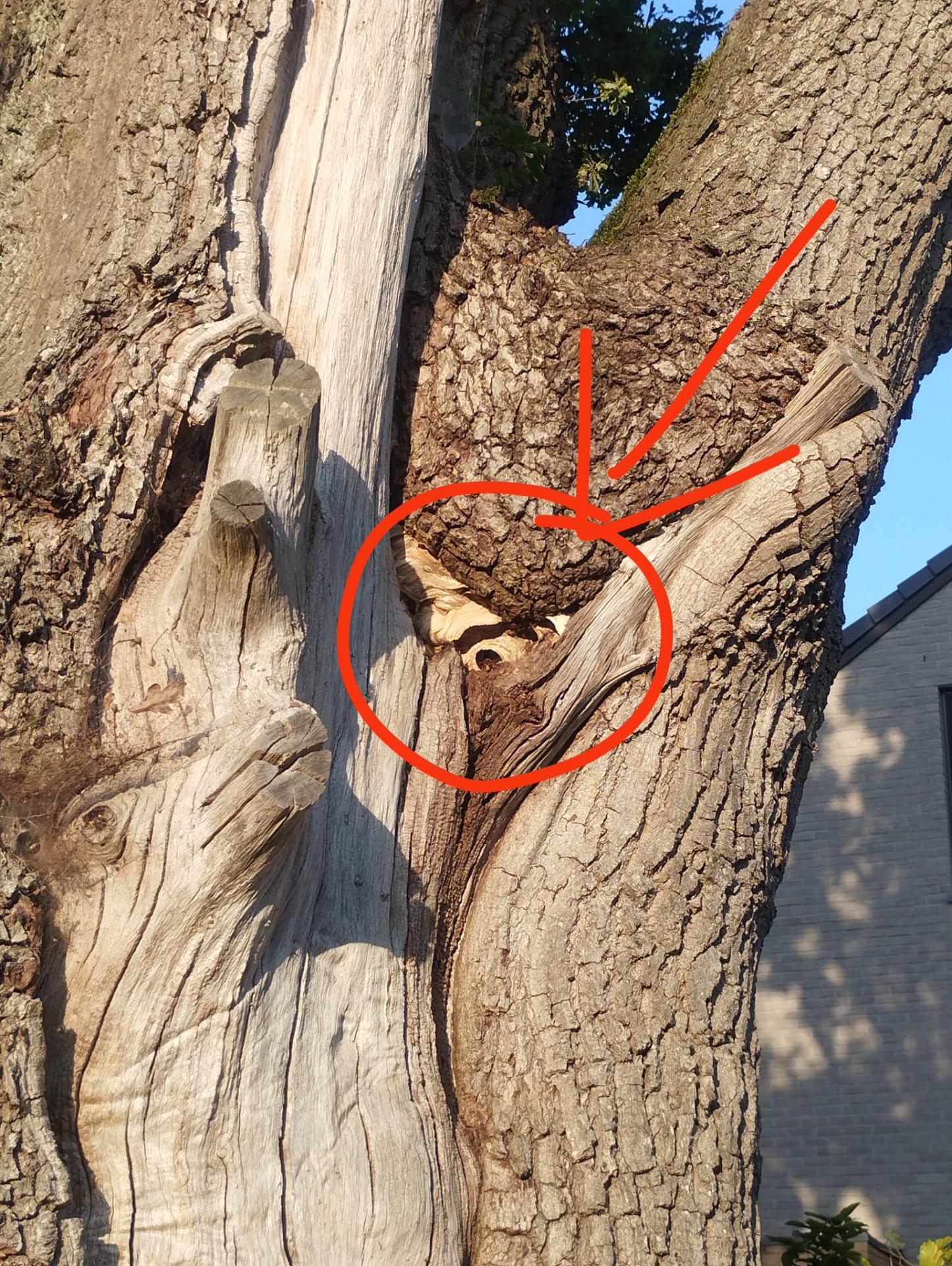 Nid de frelons européens dans un tronc d’arbre