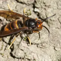 Frelon asiatique vespa velutina