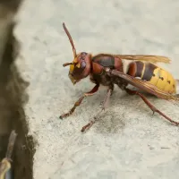 Frelon européen