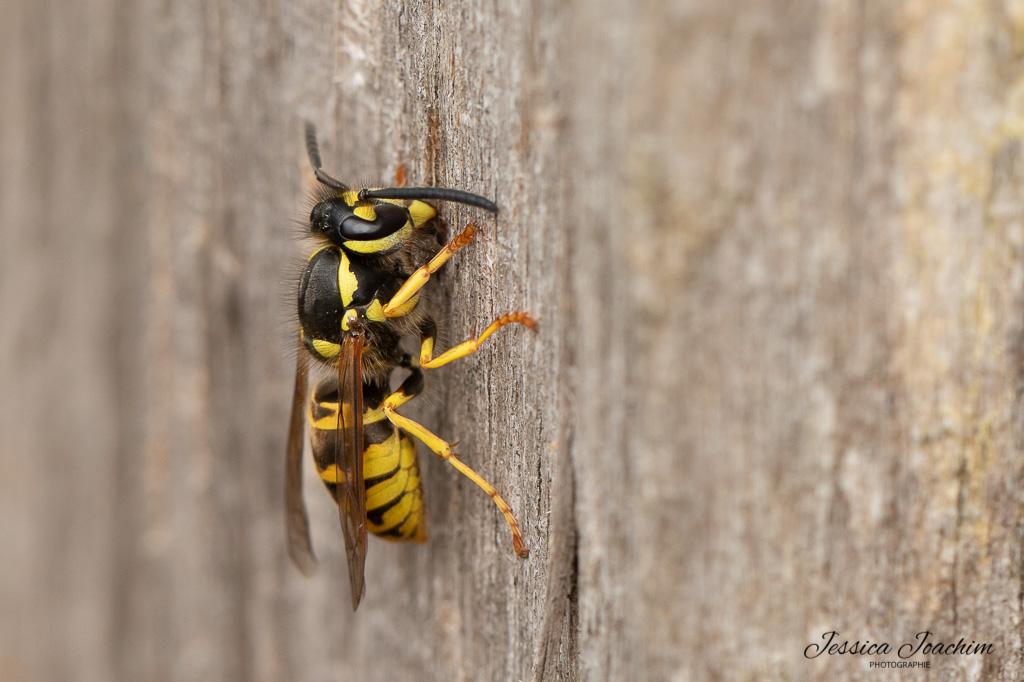 Guepe germanique vespula germanica servies 19 06 2021 2