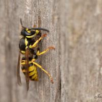 Guepe germanique vespula germanica servies 19 06 2021 2
