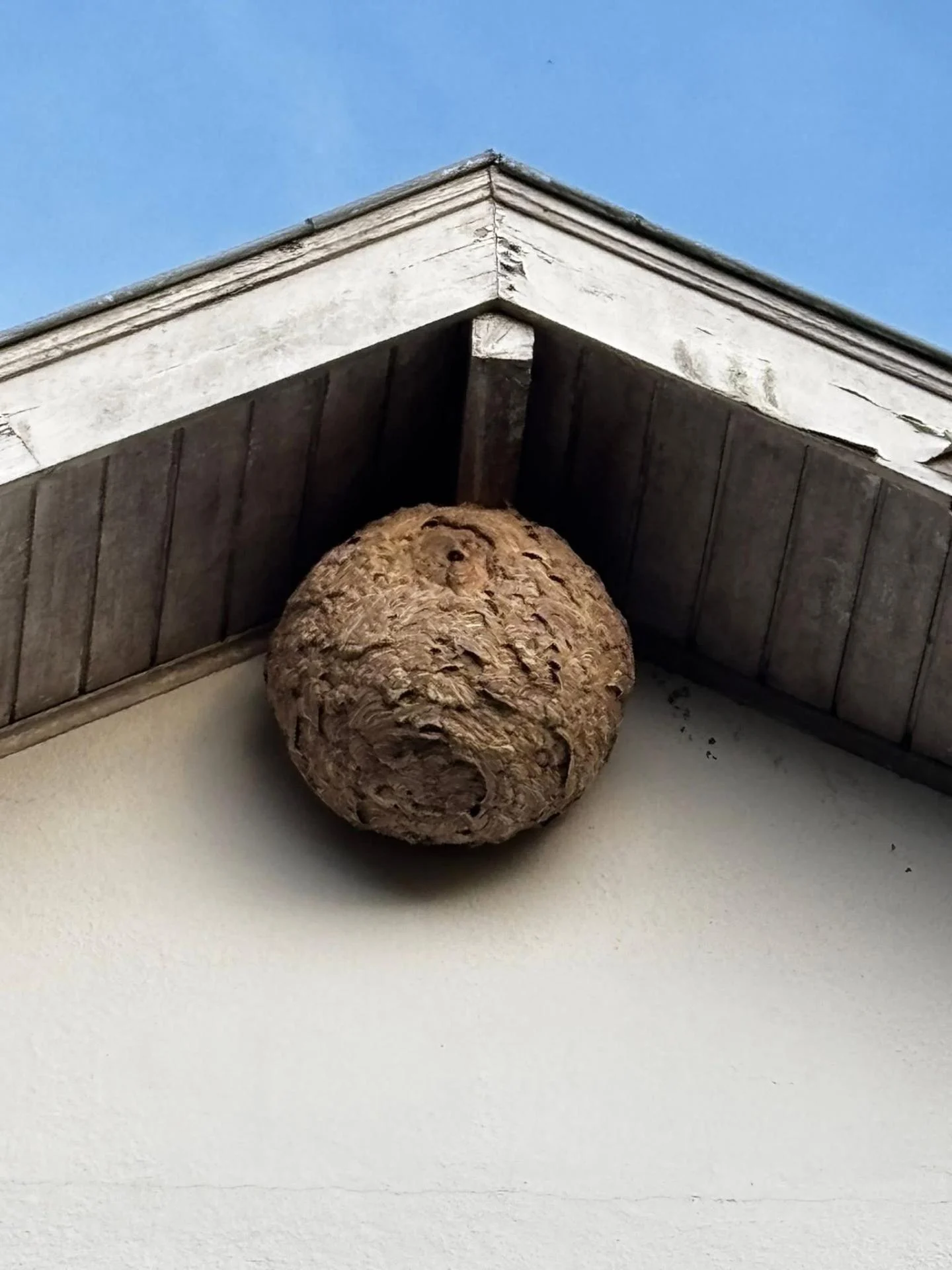 Nid secondaire de frelons asiatiques