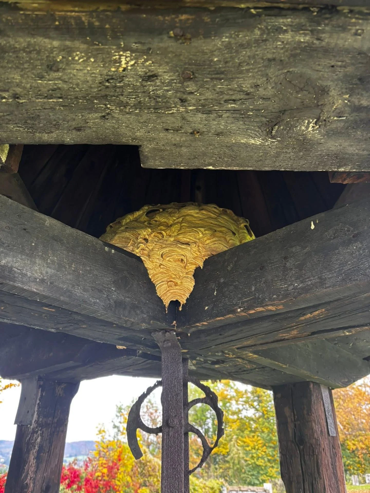 Nid de frelons européens dans un ancien puit