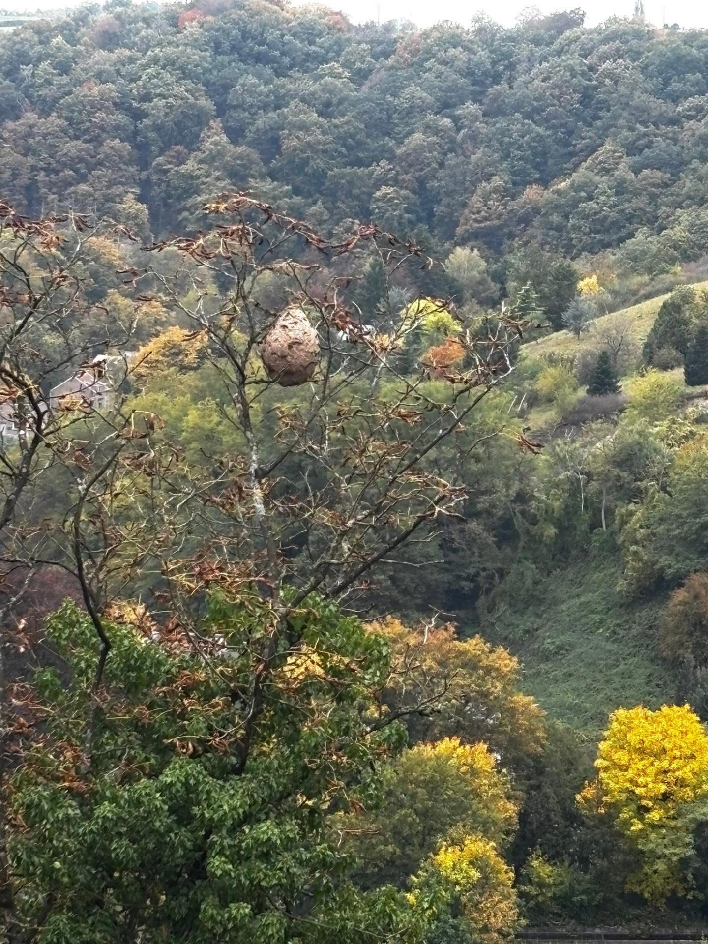 Nid secondaire de frelons asiatiques (36m)