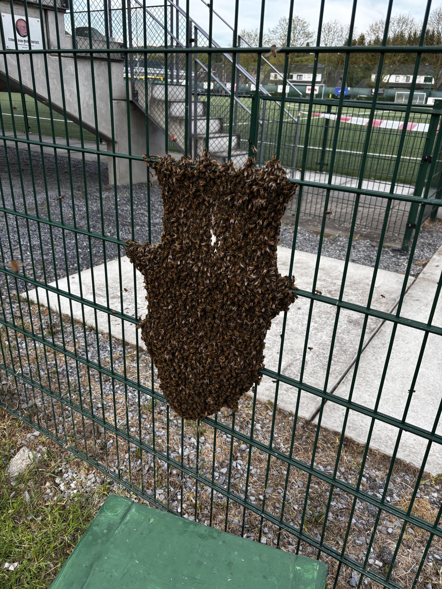 essaim d’abeilles Buckfast