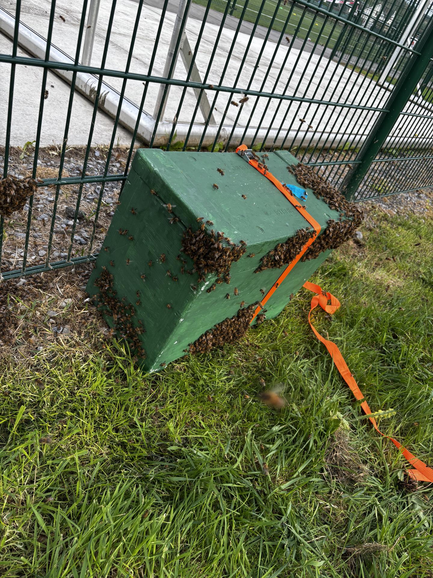 Récupération en ruchette de l’essaim