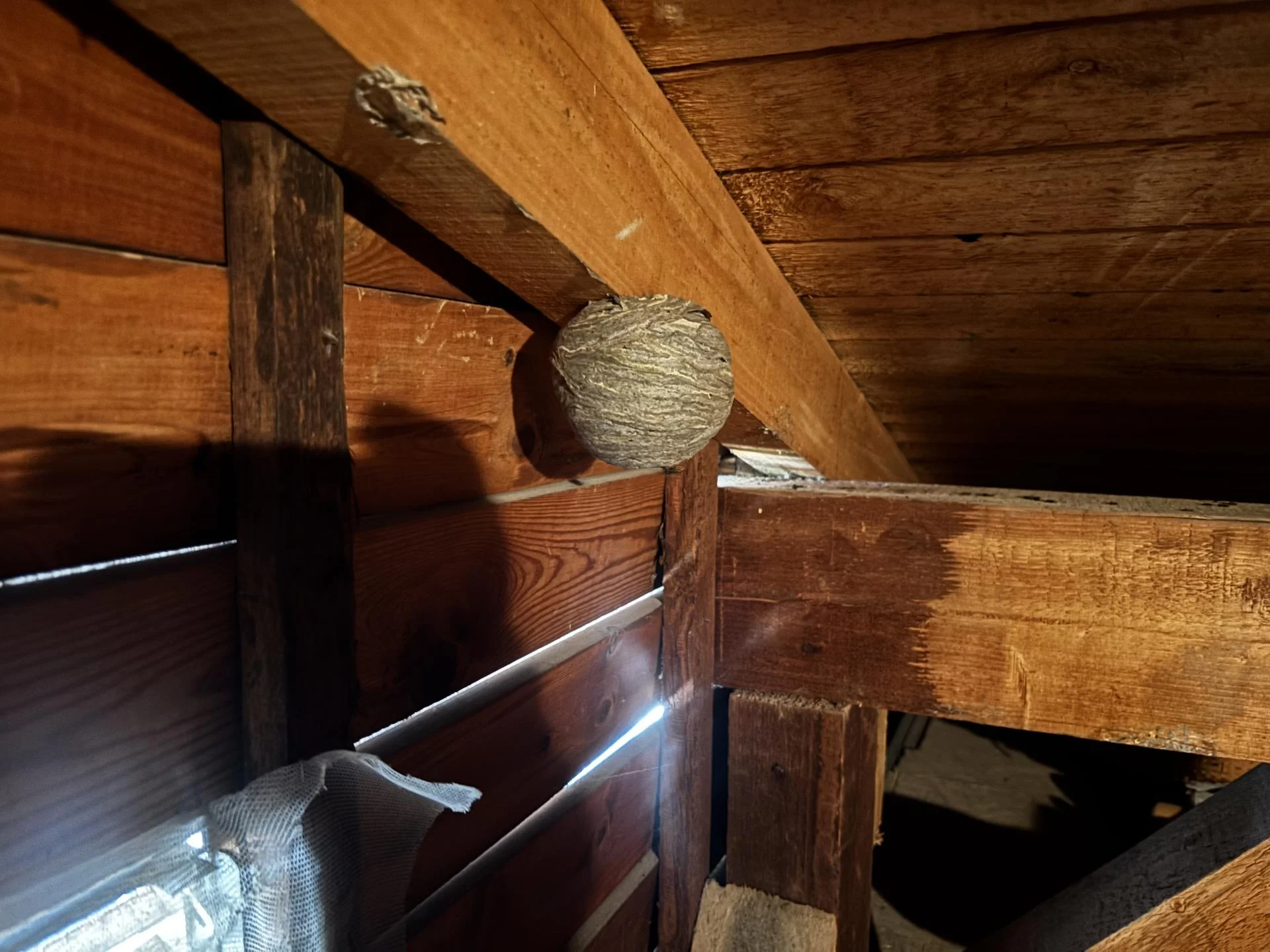 Nid de guêpes dans une étable