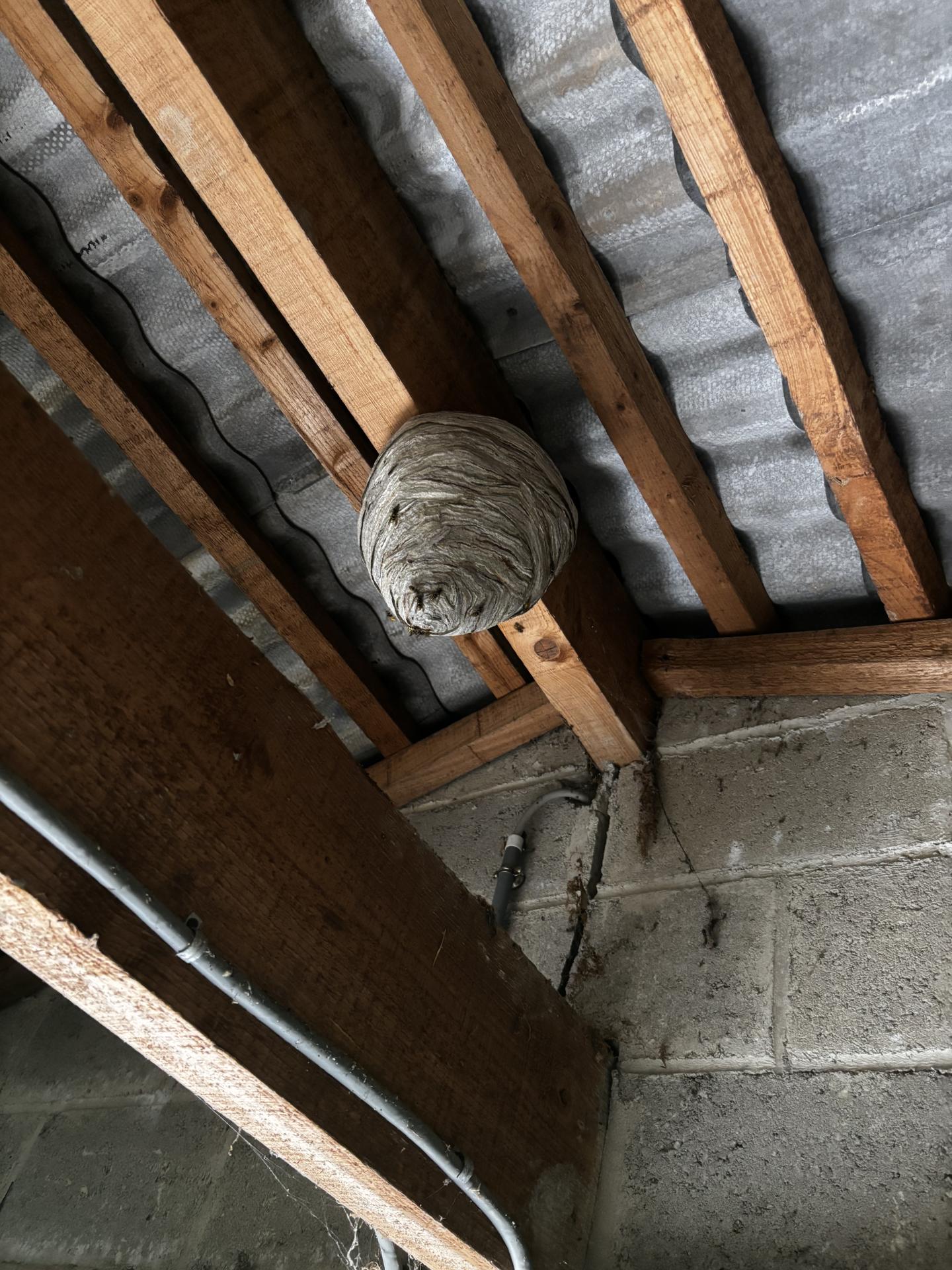 Nid de guêpes dans un abris à chevaux