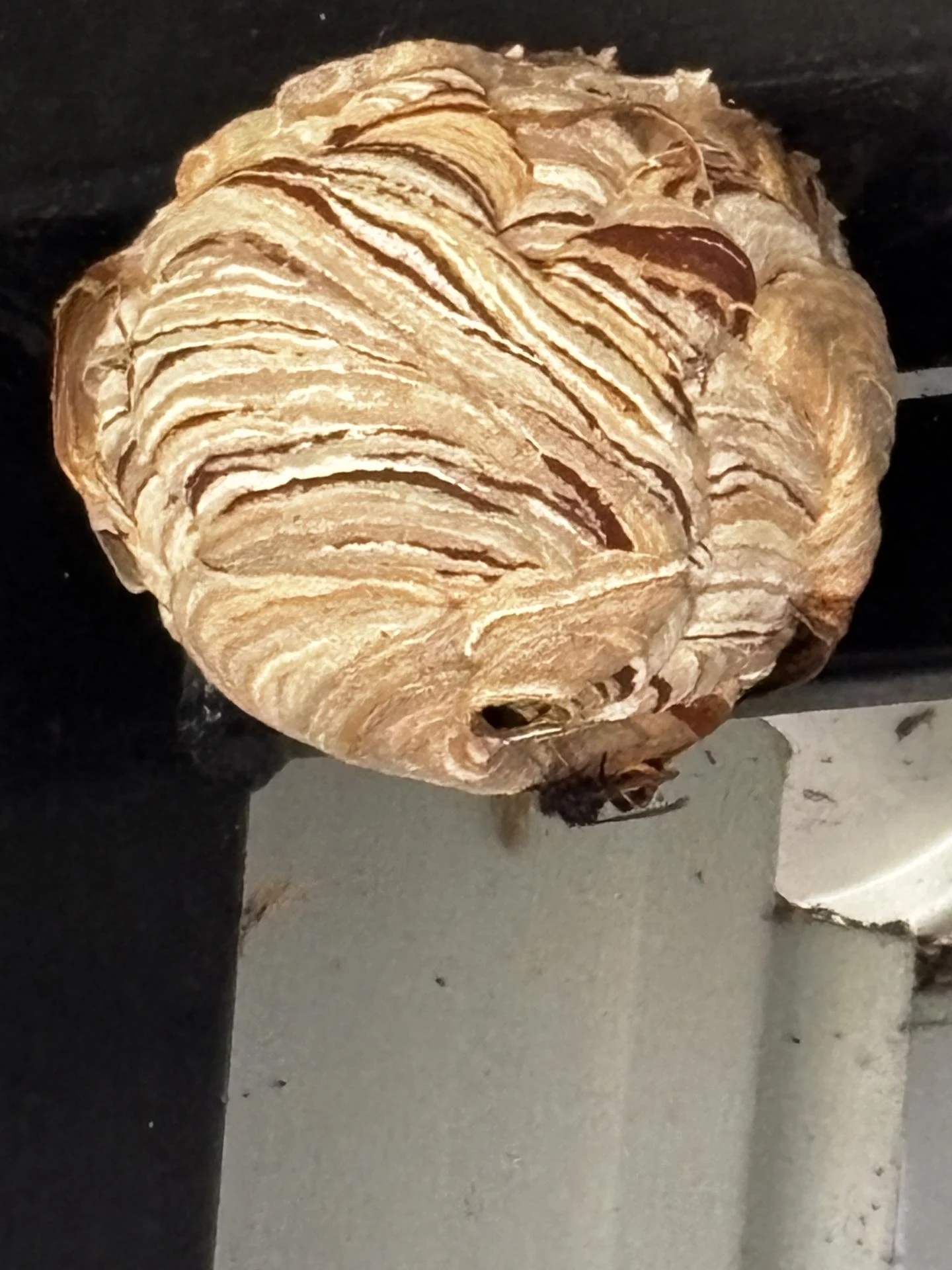 Nid primaire de frelons asiatiques avec une ouvrière