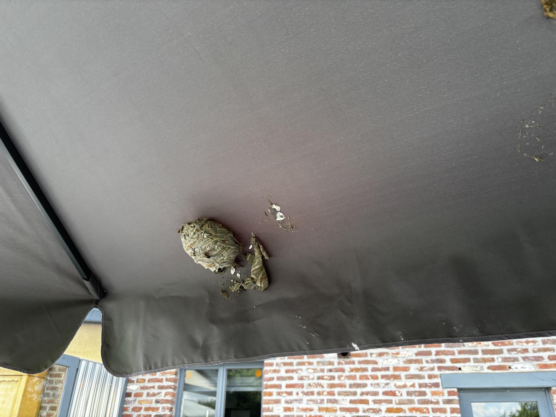 Nid de guêpes dans un parasol