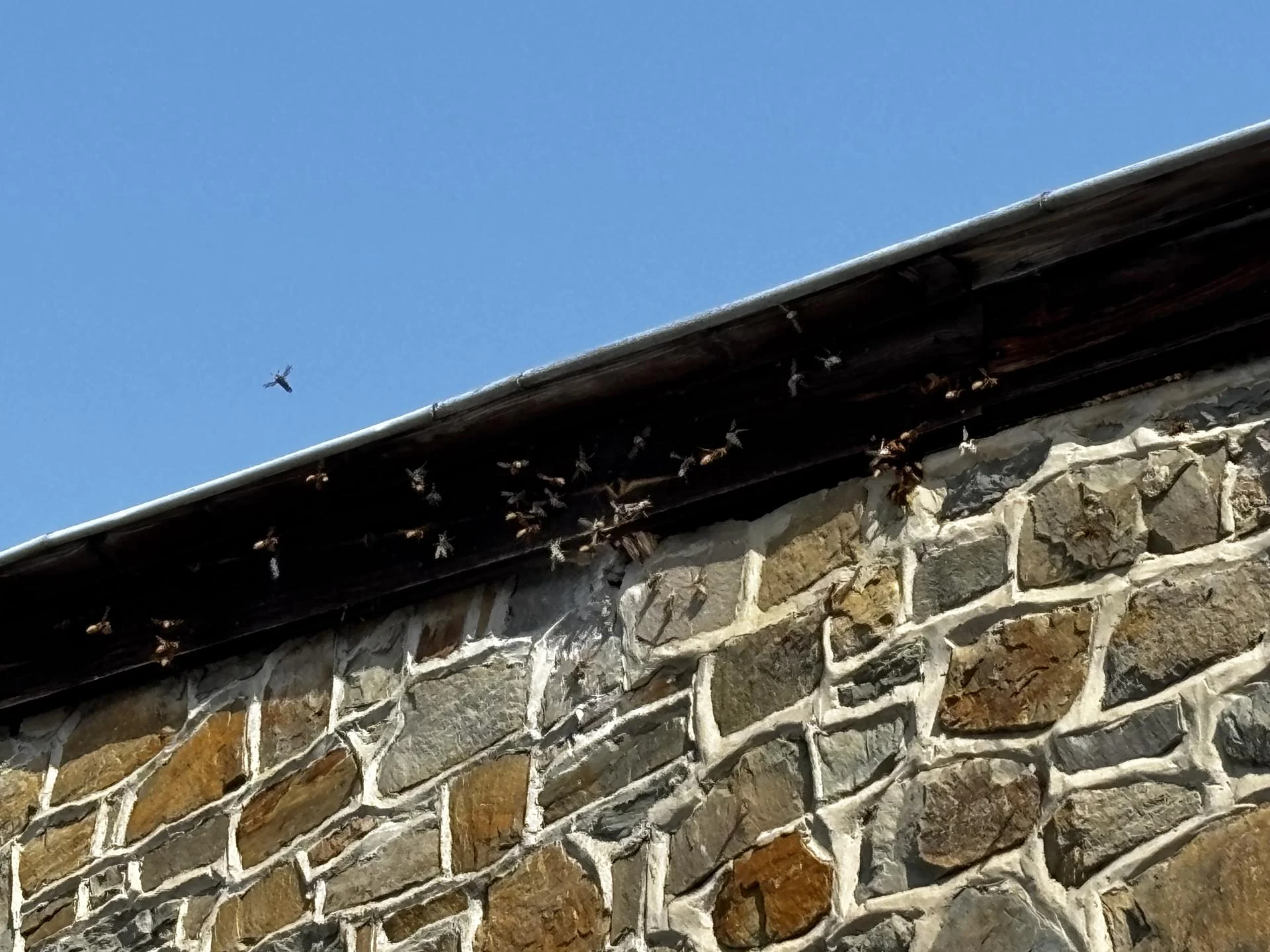 Nid de guêpes sous corniche