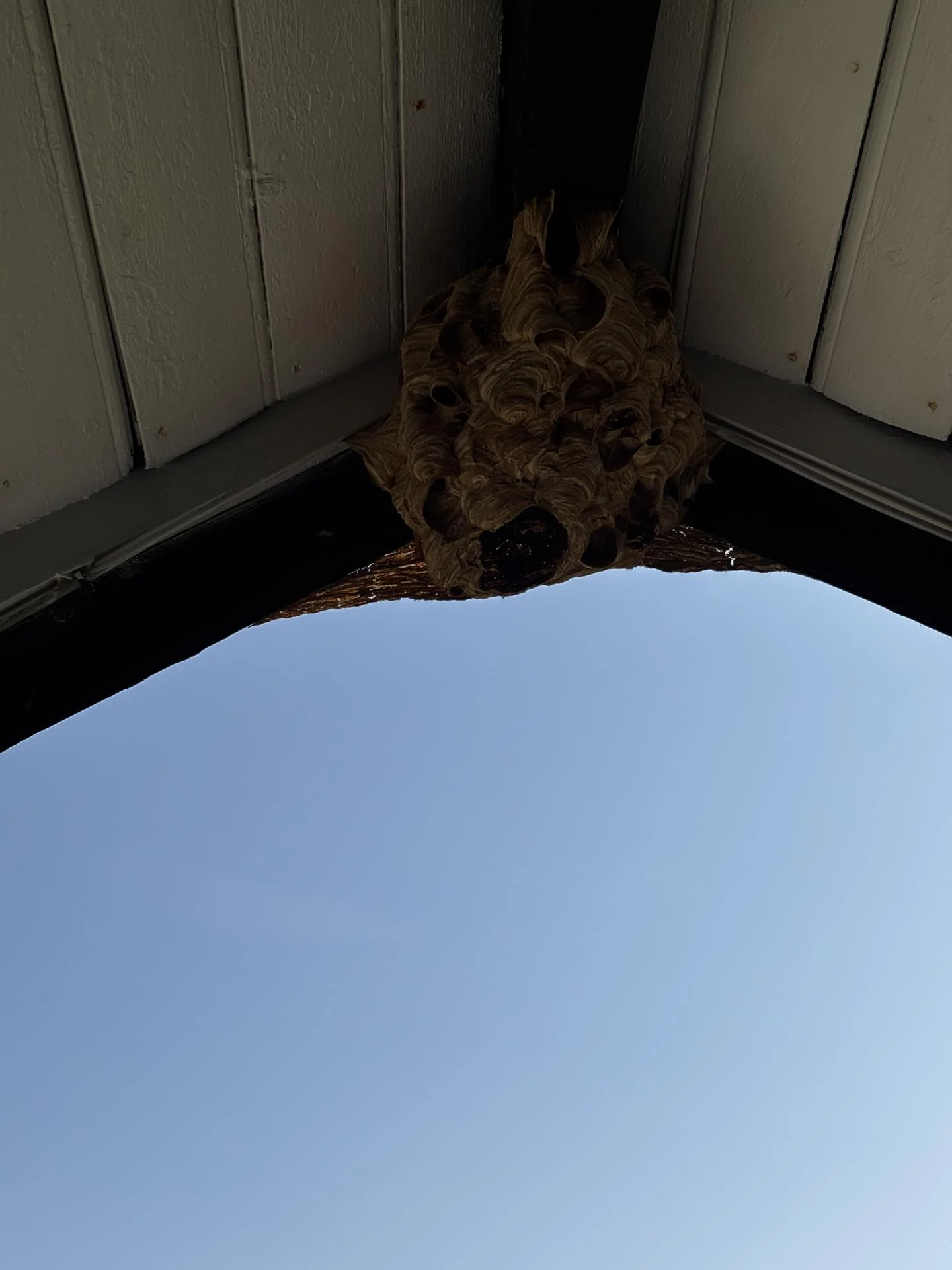 Nid de frelons européens