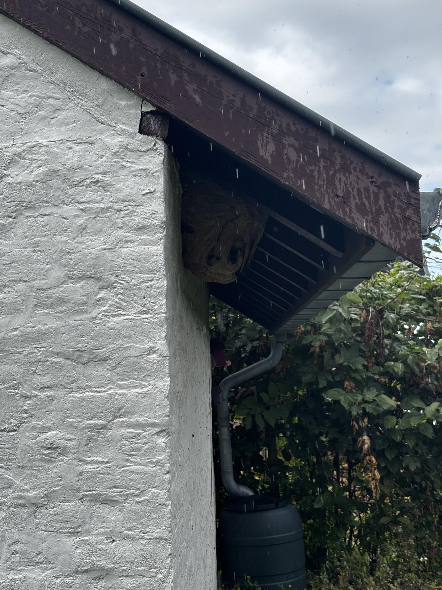 Nid primaire frelons asiatiques