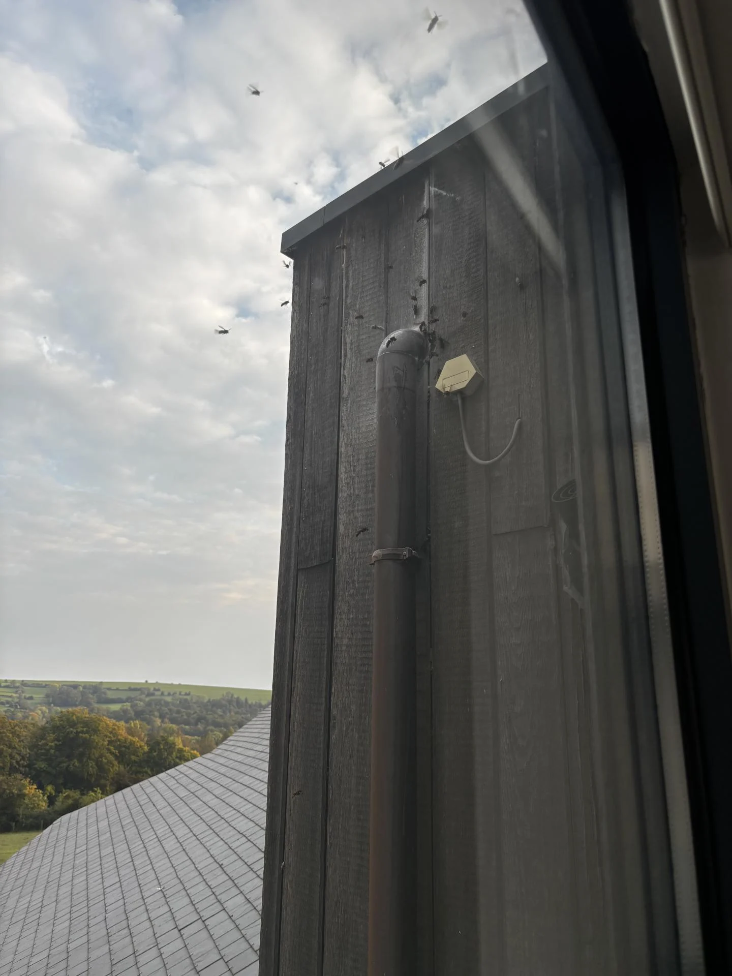 Nid secondaire de frelon asiatique (dans un bardage)