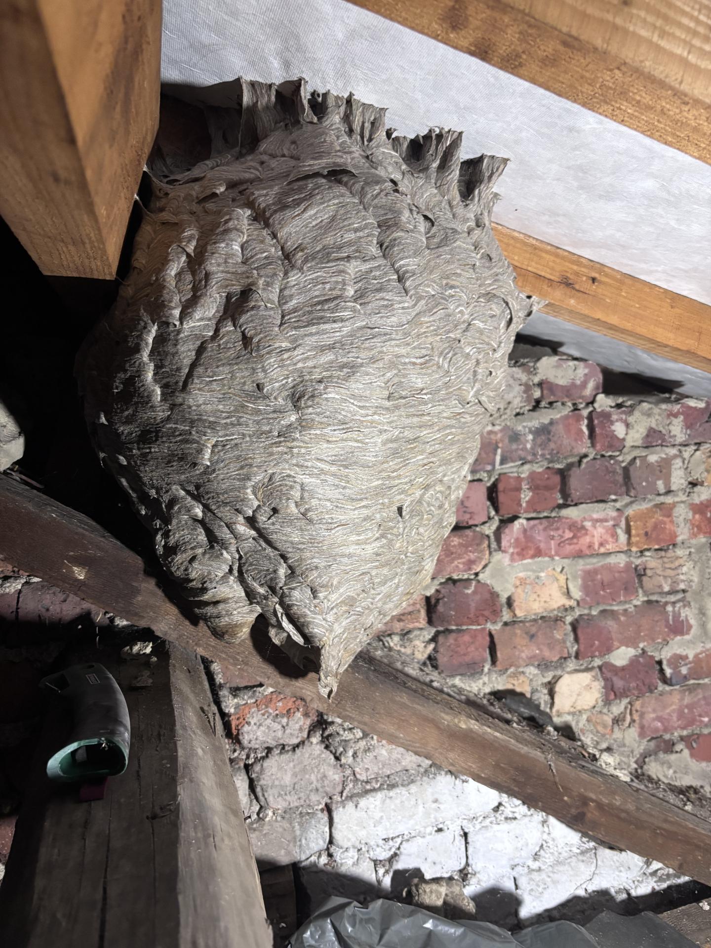 Nid de guêpes germaniques dans un grenier