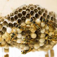 Nid de guepes polistes